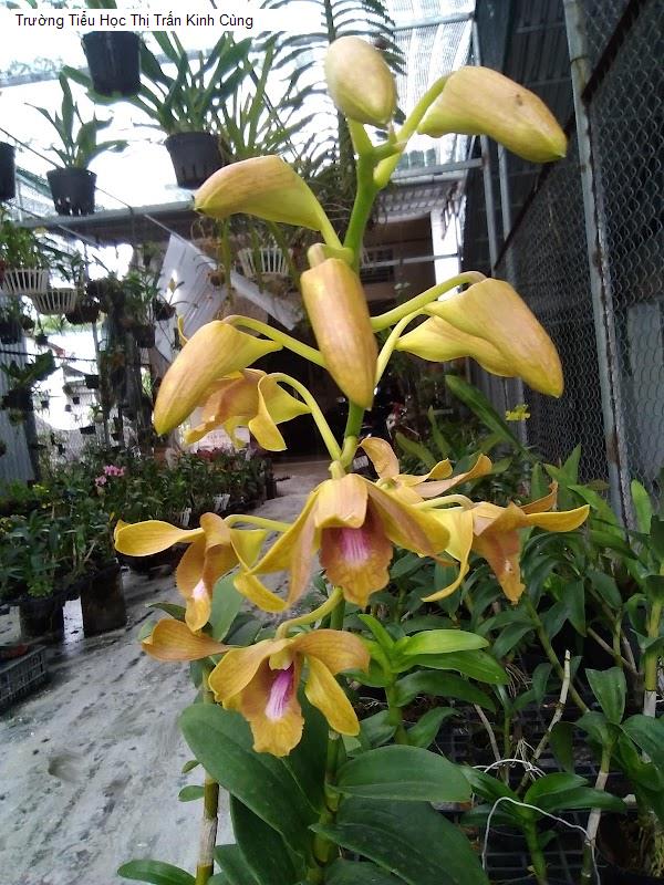 Trường Tiểu Học Thị Trấn Kinh Cùng
