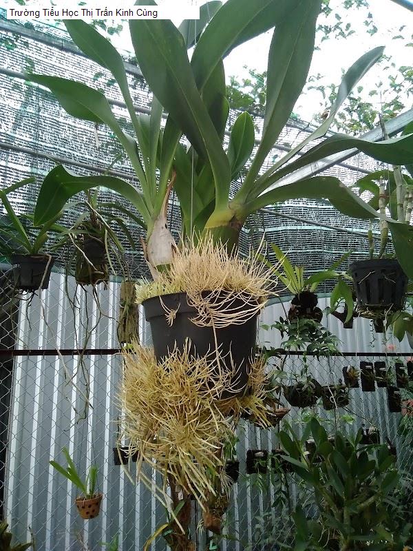 Trường Tiểu Học Thị Trấn Kinh Cùng