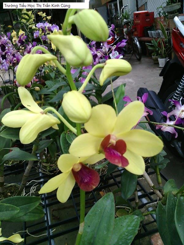 Trường Tiểu Học Thị Trấn Kinh Cùng