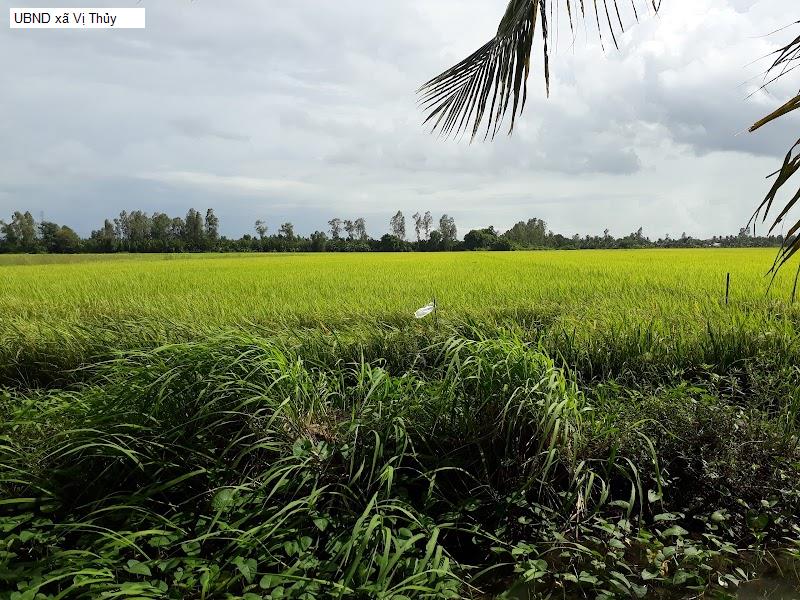 UBND xã Vị Thủy